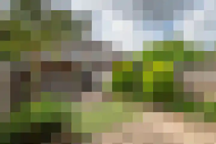 Schijfmos 20 Nieuwerkerk aan den IJssel thumbnail 23