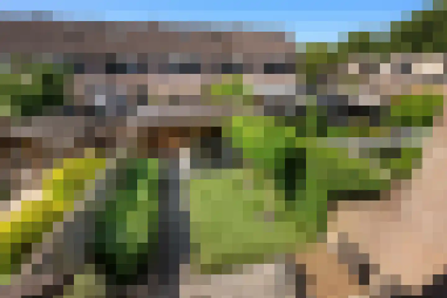 Schijfmos 21 Nieuwerkerk aan den IJssel thumbnail 26