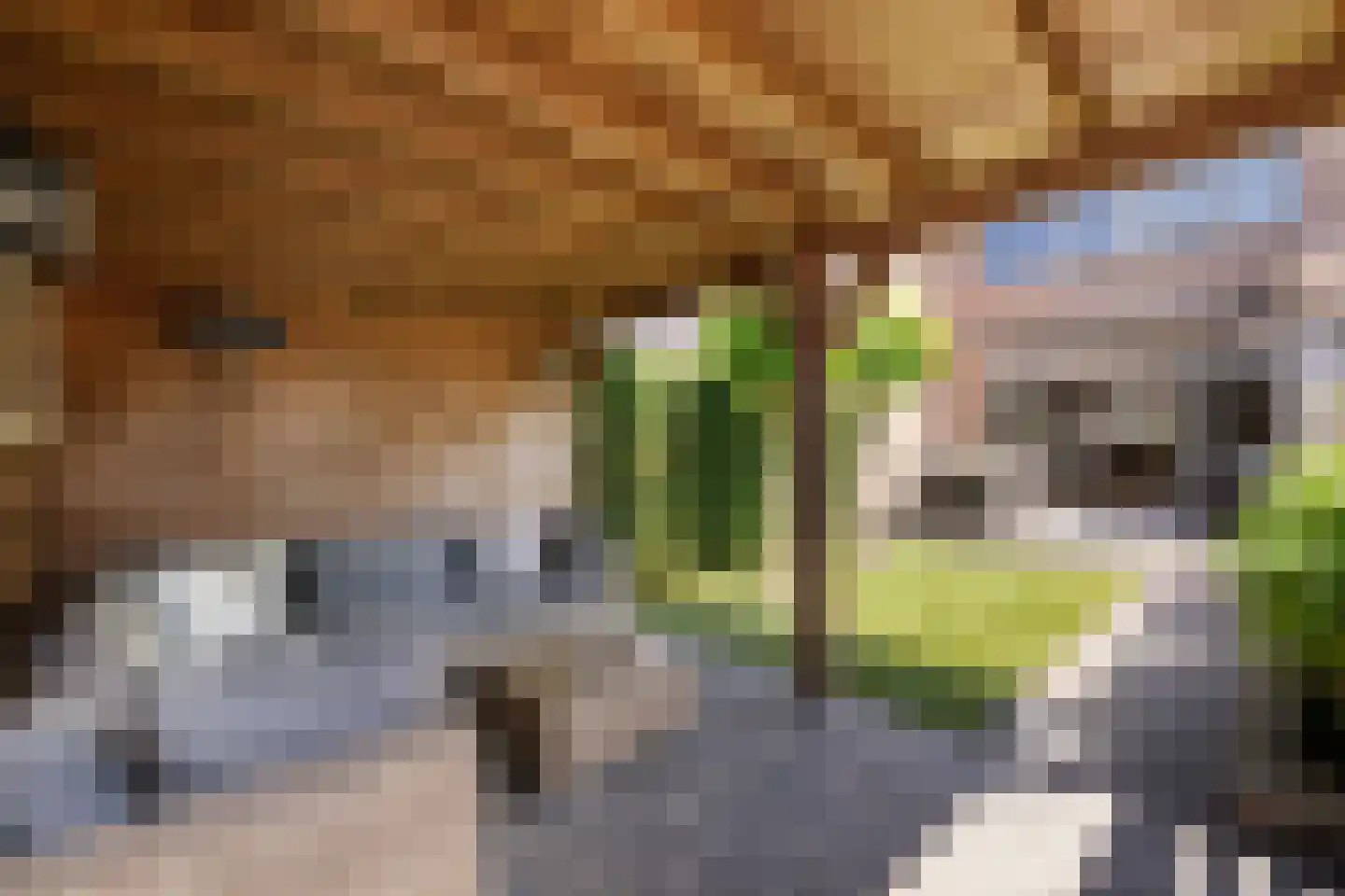 Schijfmos 21 Nieuwerkerk aan den IJssel thumbnail 30