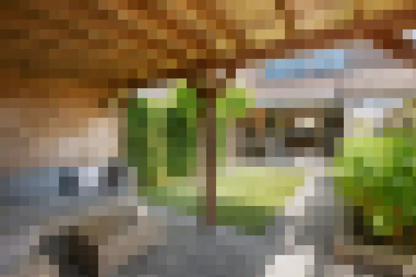 Schijfmos 21 Nieuwerkerk aan den IJssel thumbnail 32