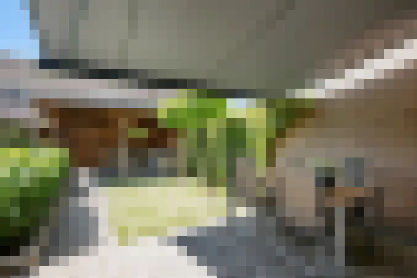 Schijfmos 21 Nieuwerkerk aan den IJssel thumbnail 33