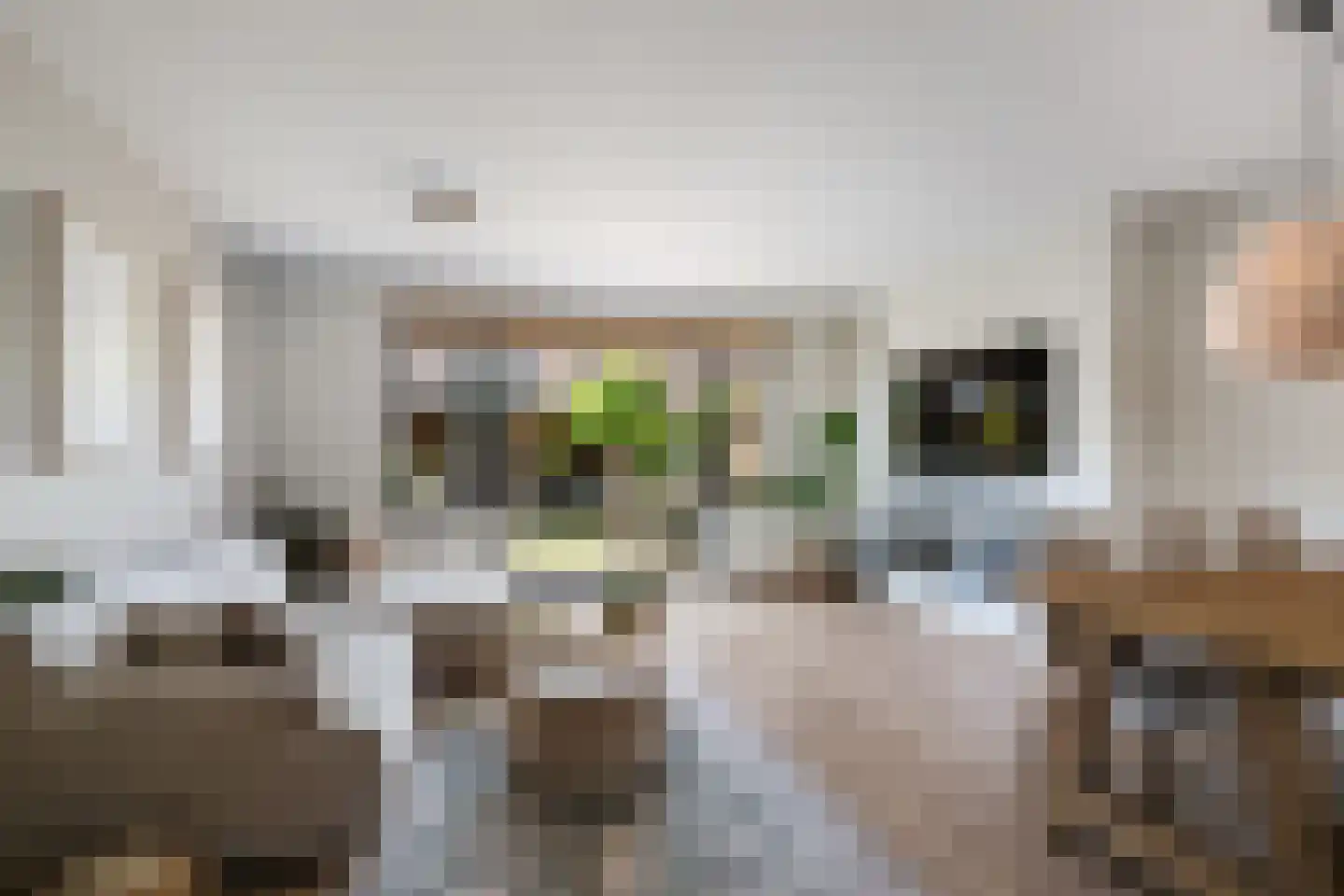 Schijfmos 21 Nieuwerkerk aan den IJssel thumbnail 6