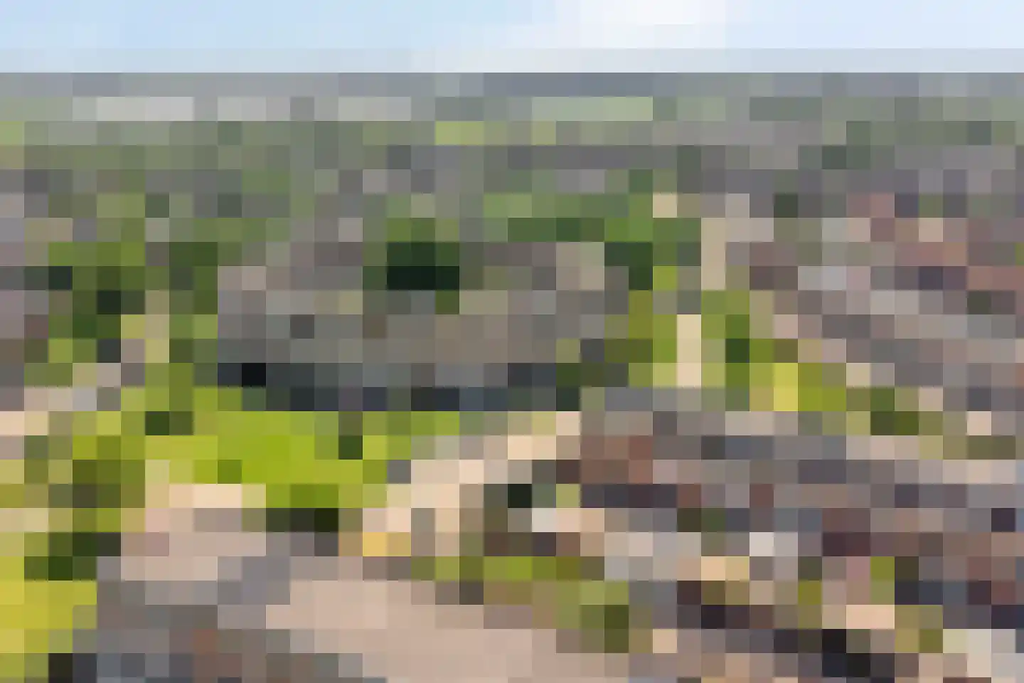 Schijfmos 39 Houten thumbnail 46