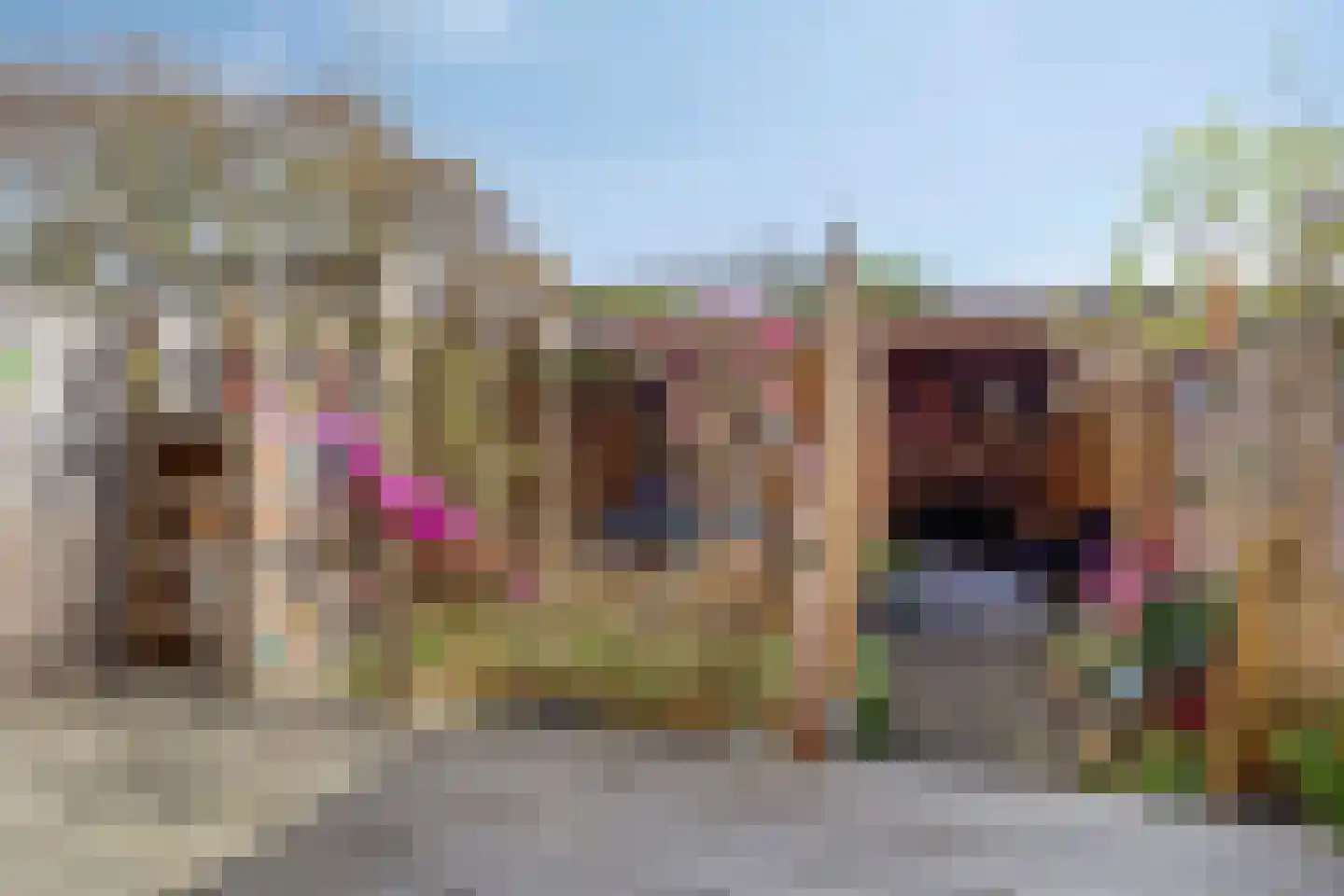 Schijfmos 62 Nieuwerkerk aan den IJssel thumbnail 29