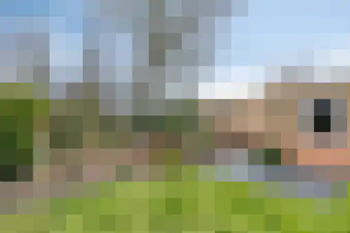 Schijndelseweg 160 Boxtel thumbnail 36