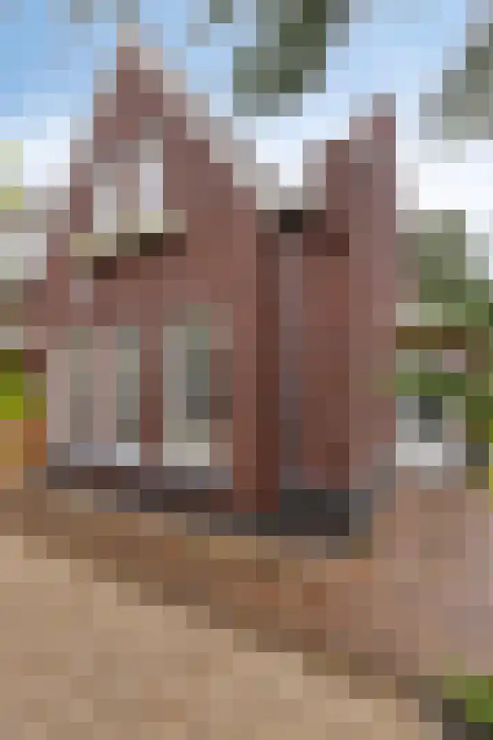 Schildershof 3 A Sint-Michielsgestel thumbnail 5