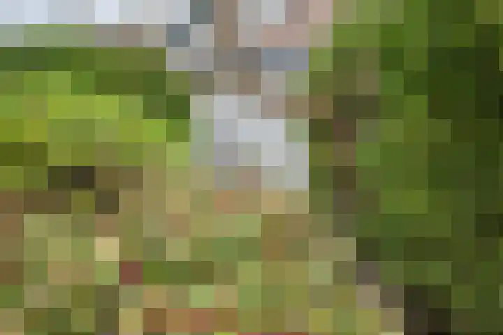 Schildmos 16 Bergschenhoek thumbnail 48