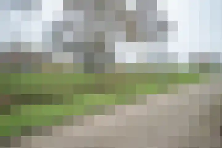 Schildmos 16 Bergschenhoek thumbnail 50
