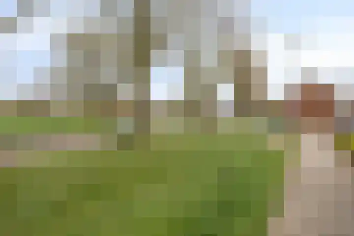 Schildruwe 8 Maastricht thumbnail 17