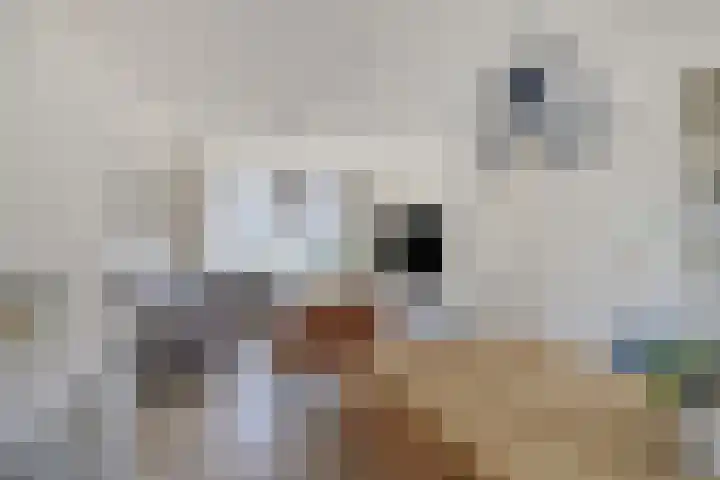 Schildstraat 9 Eindhoven thumbnail 5