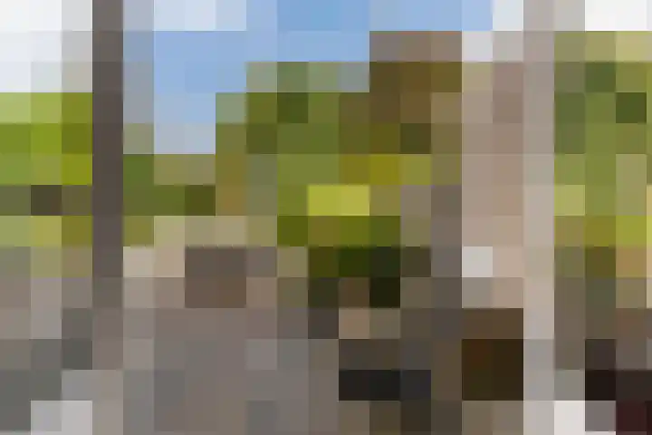 Schildtale 9 Maasland thumbnail 24