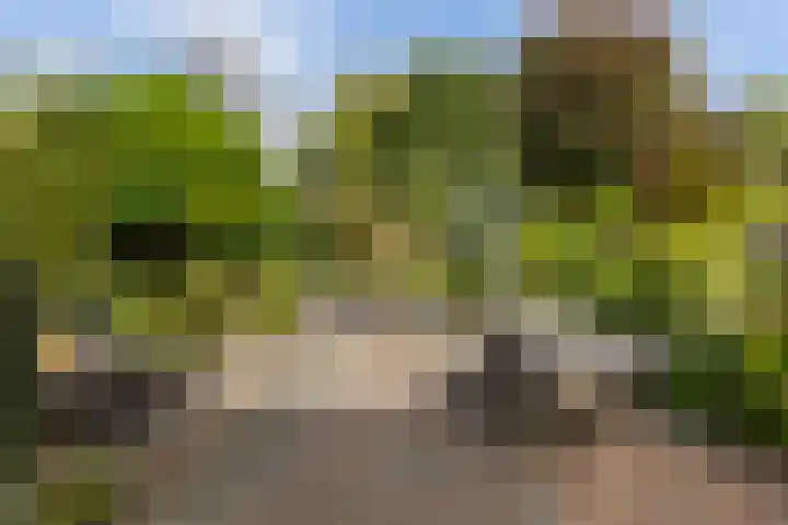 Schildtale 9 Maasland thumbnail 25