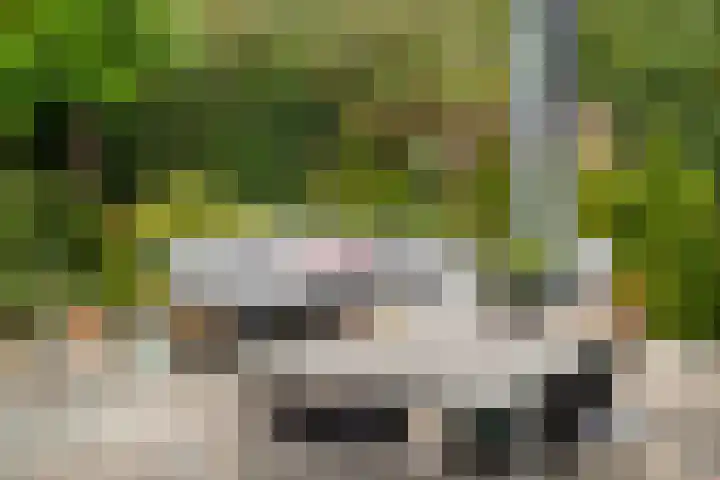 Schildtale 9 Maasland thumbnail 27