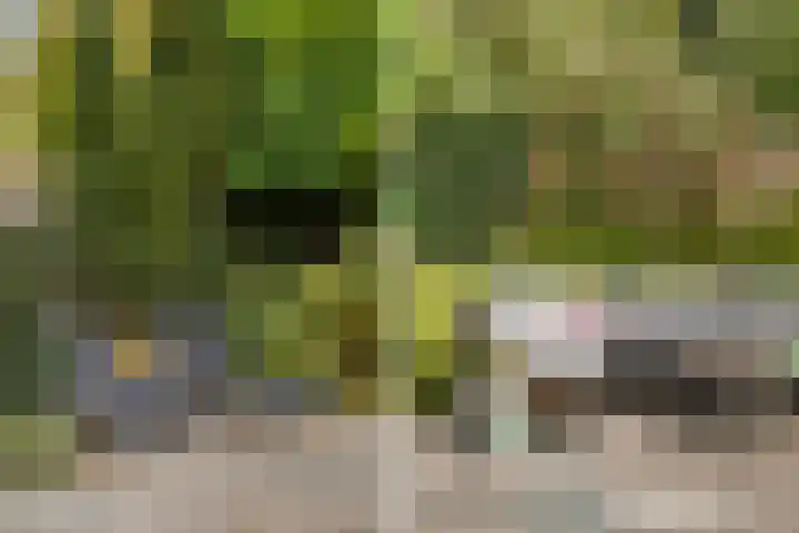 Schildtale 9 Maasland thumbnail 28