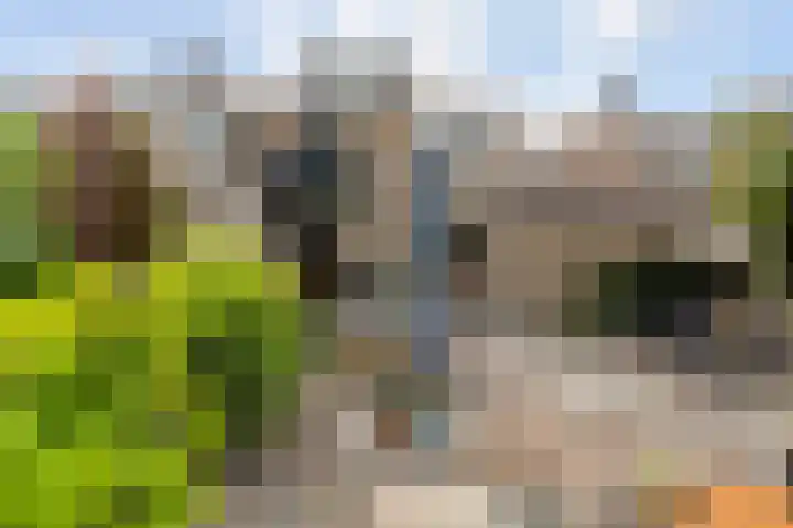 Schildtale 9 Maasland thumbnail 31
