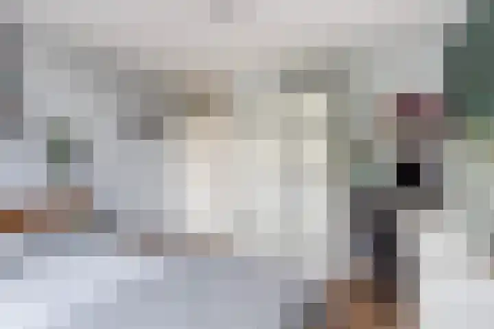 Schildtale 9 Maasland thumbnail 34