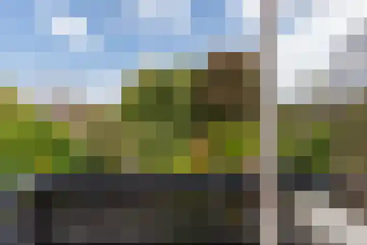 Schildtale 9 Maasland thumbnail 37