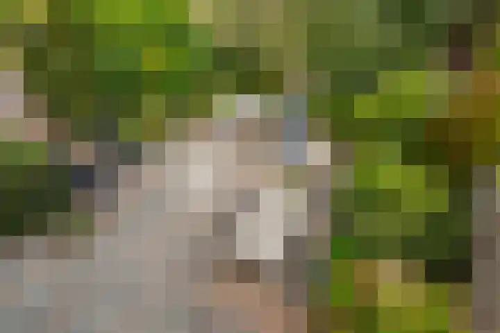 Schildtale 9 Maasland thumbnail 39