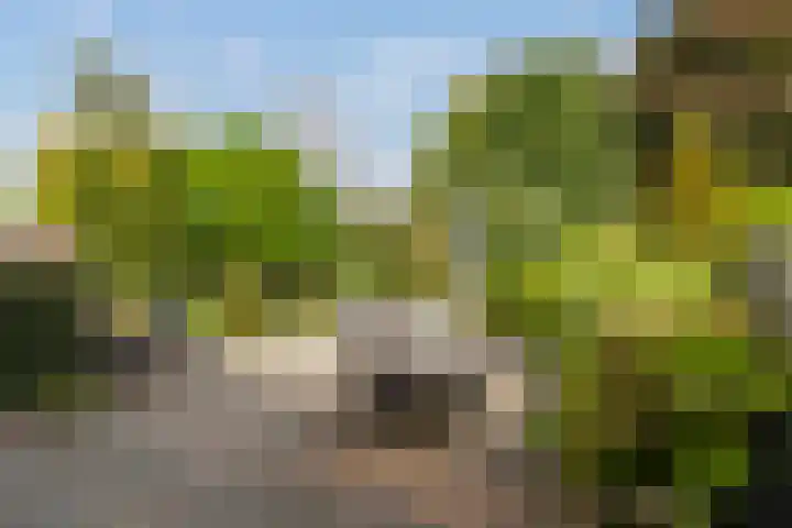 Schildtale 9 Maasland thumbnail 4