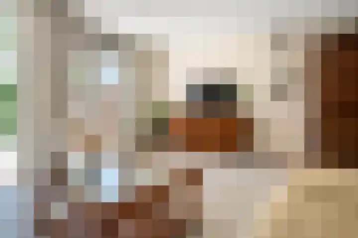 Schilfgaarde 26 Tiel thumbnail 9