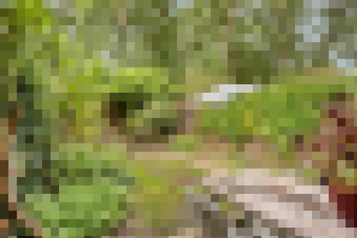 Schimmelpennincksingel 9 Diepenveen thumbnail 22