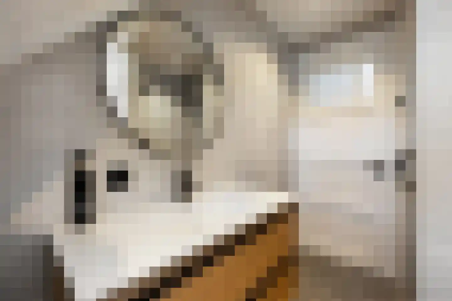 Schimmelpenninckstraat 1 Apeldoorn thumbnail 26