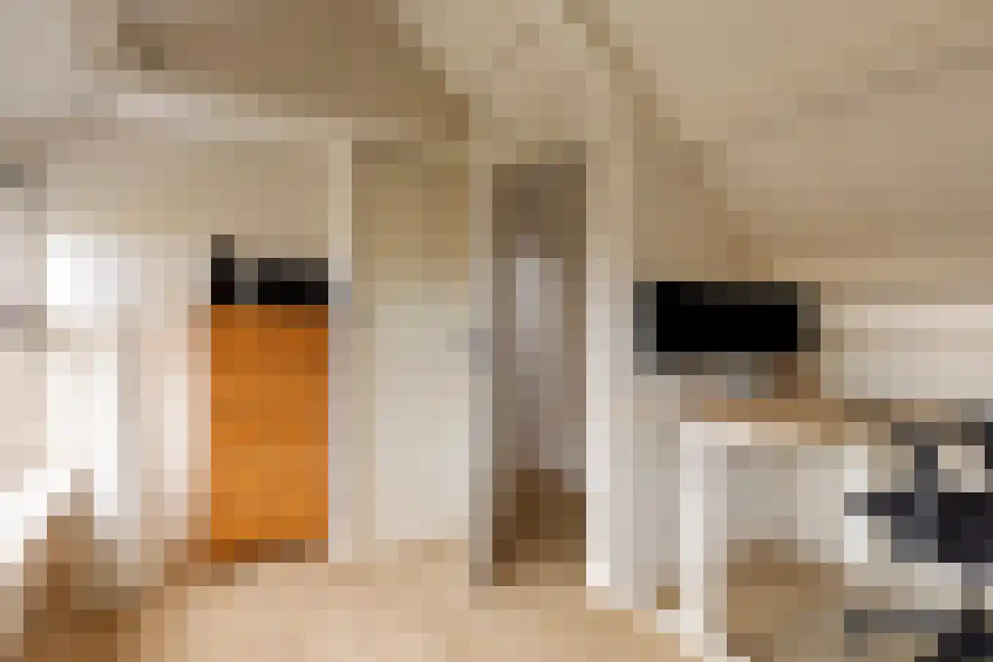 Schimmelpenninckstraat 12 Grave thumbnail 29