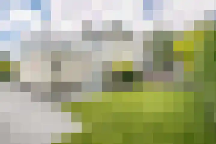 Schinheuvel 8 Reuver thumbnail 29