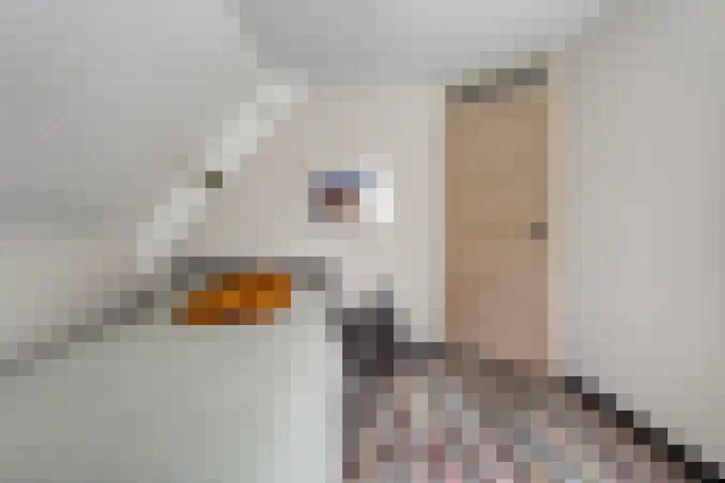 Schipper 3 Diever thumbnail 26