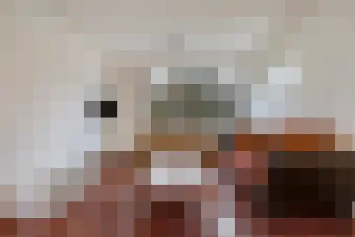 Schippersdreef 30 A Maastricht thumbnail 9