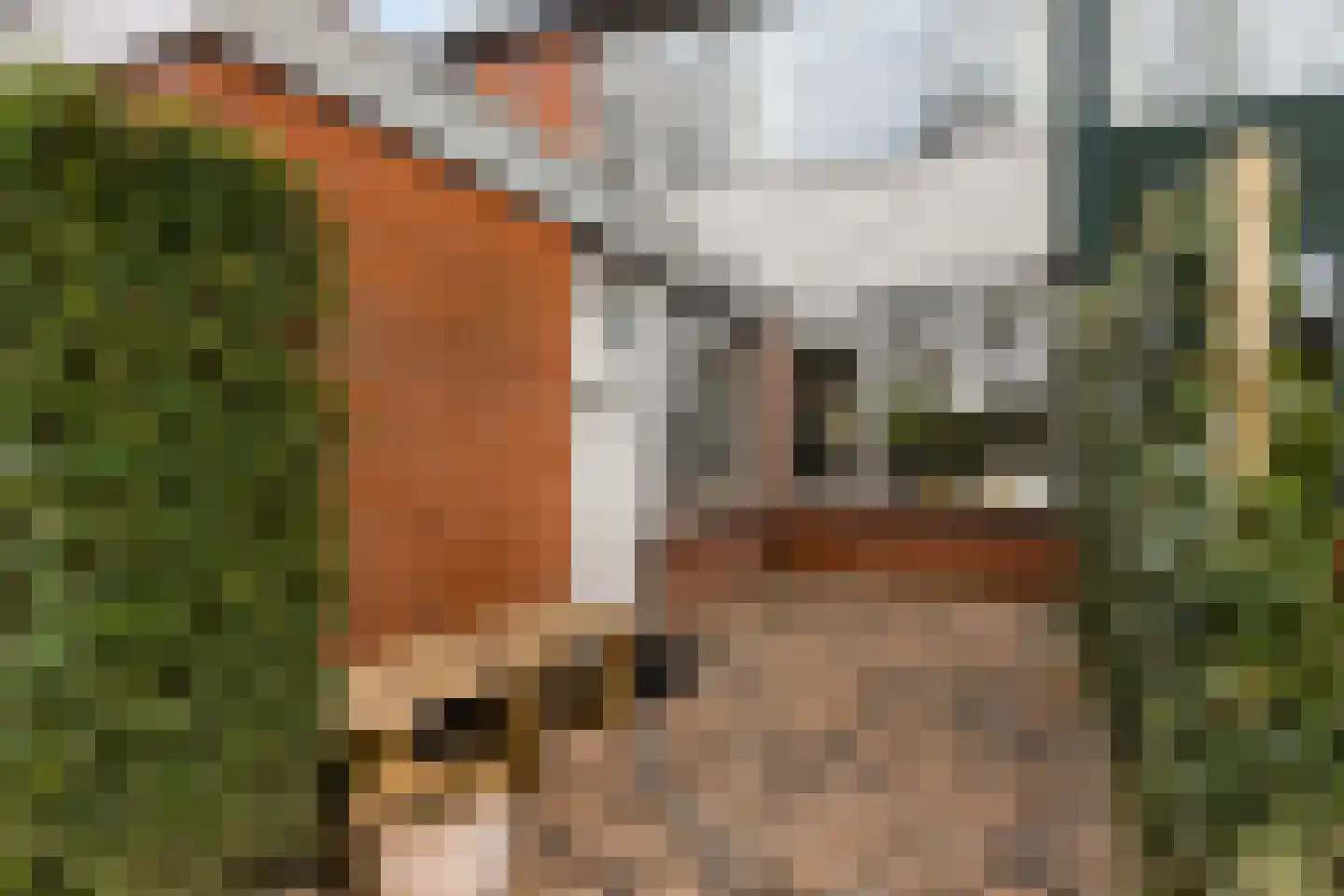 Schippersmeen 15 Harderwijk thumbnail 4