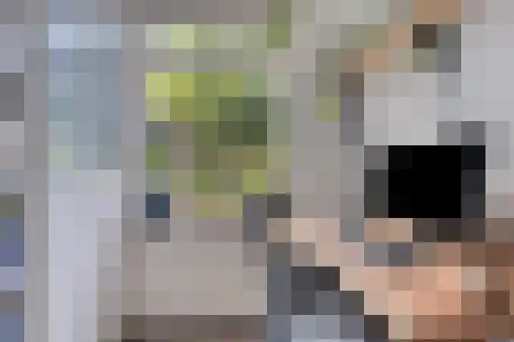 Schippersstraat 4 Noordhorn thumbnail 18