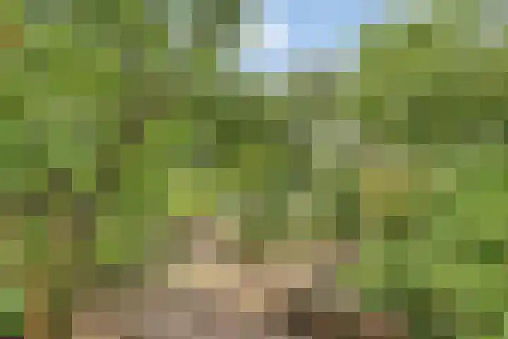 Schippersstraat 4 Noordhorn thumbnail 34