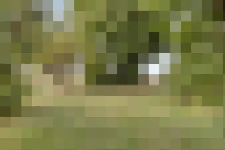 Schippersweg 26 Nieuwdorp thumbnail 44