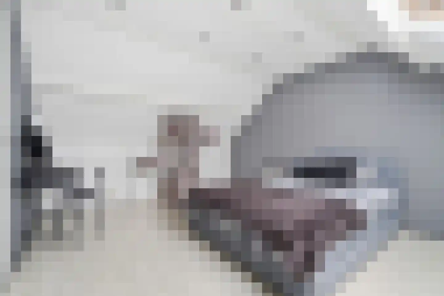 Schipperswegeling 29 Goes thumbnail 8