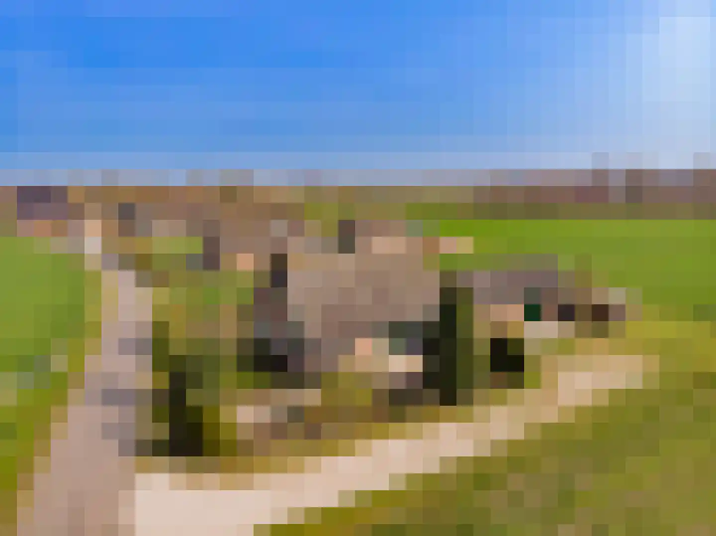 Schipsweg 15 Hattem thumbnail 54