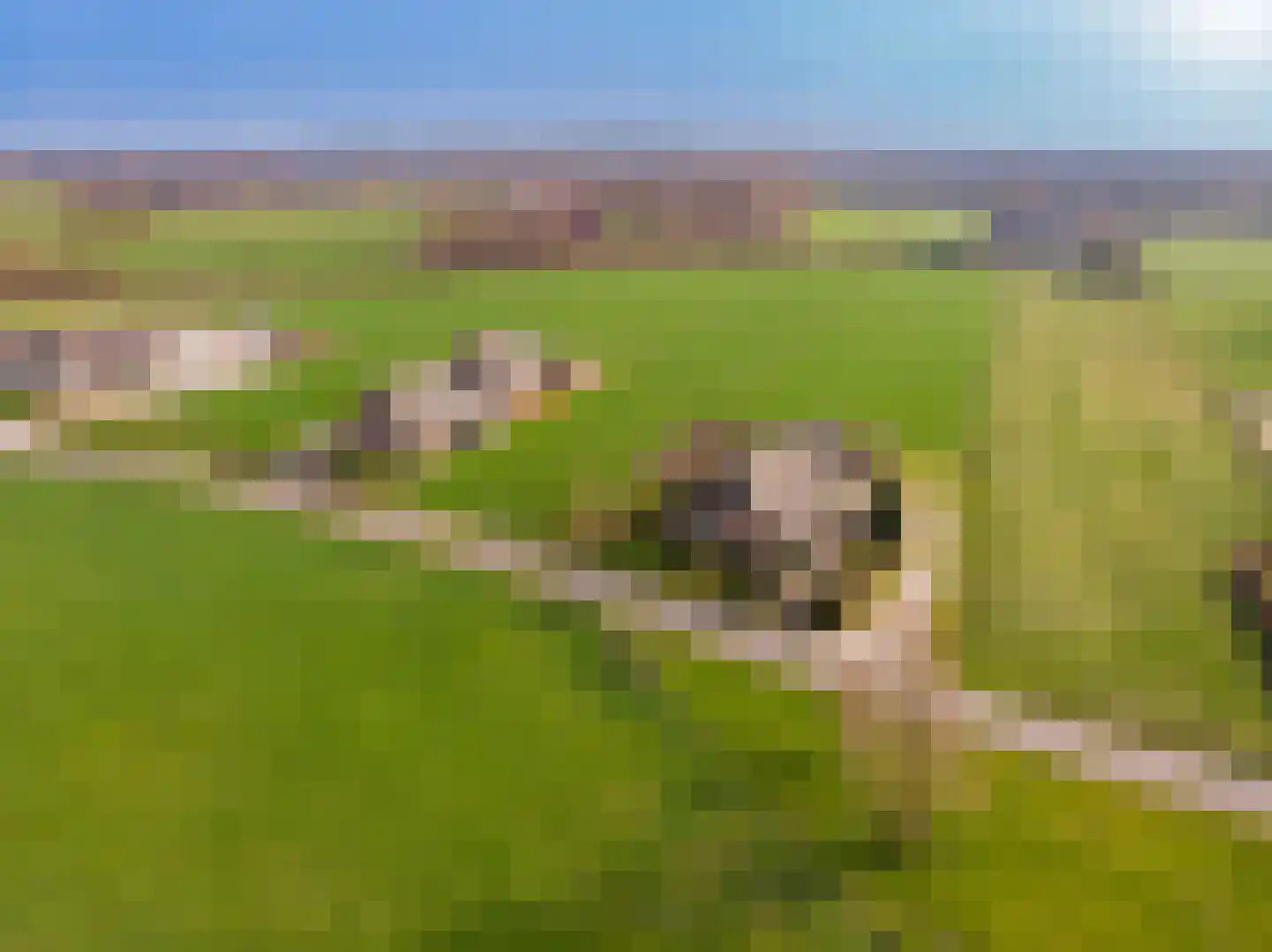 Schipsweg 15 Hattem thumbnail 64