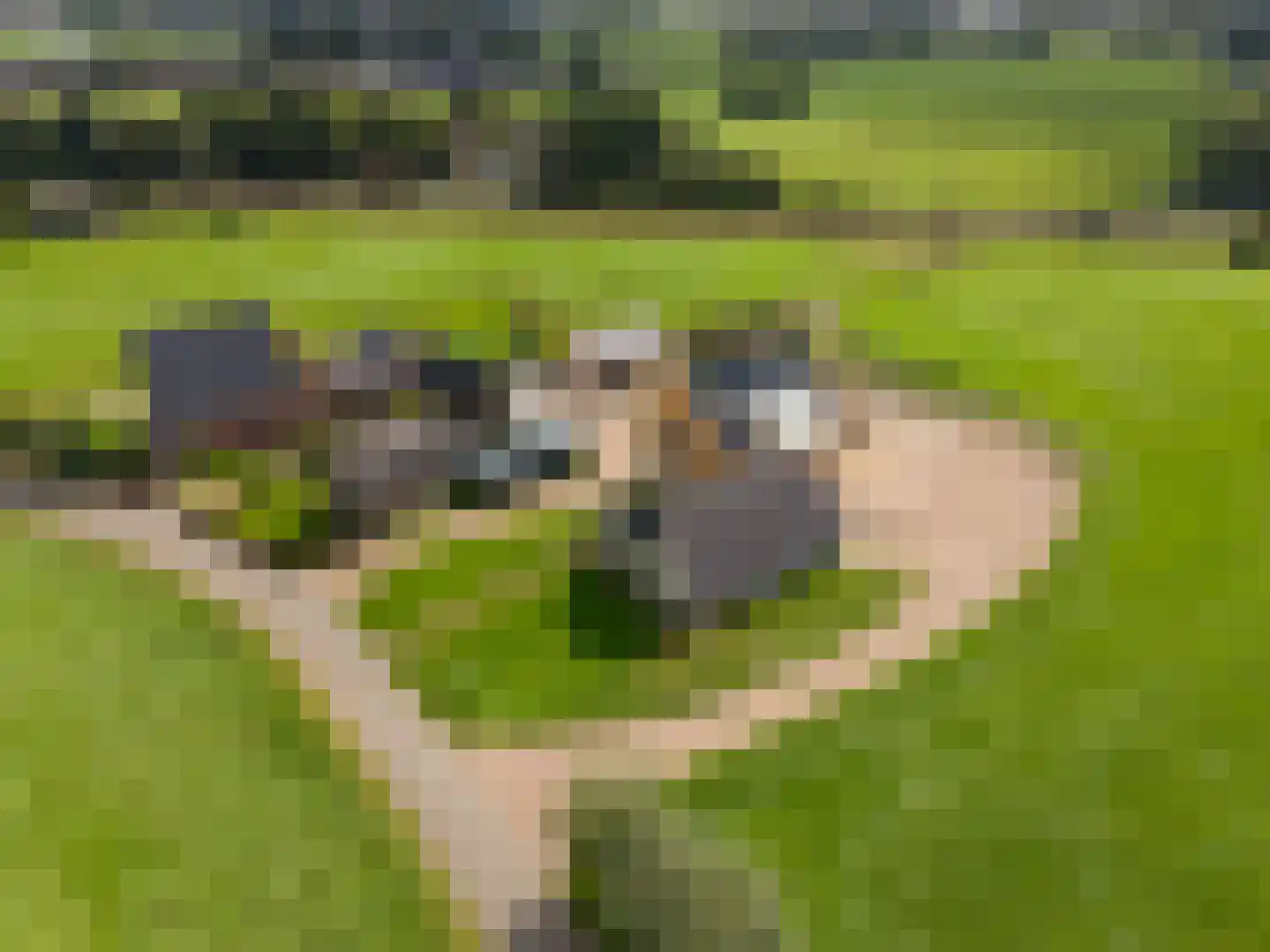 Schipsweg Hattem thumbnail 10