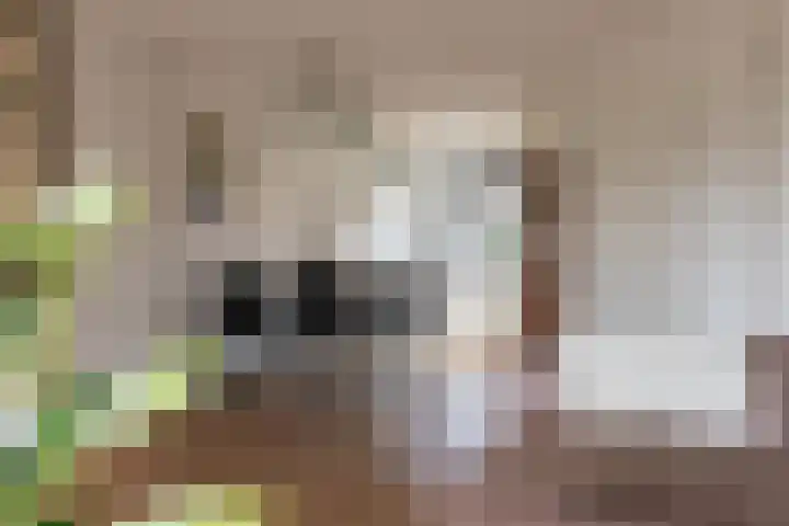 Schoener 1 Nijkerk thumbnail 16