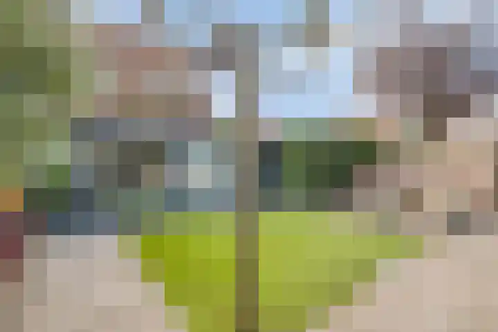Schoener 1 Oosterhout thumbnail 27