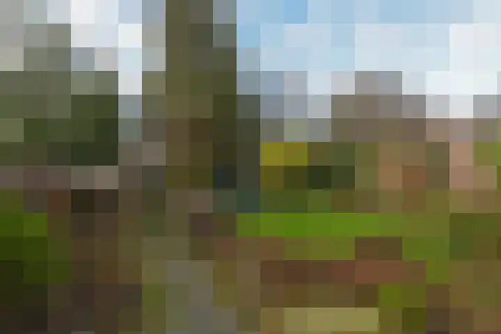 Schoener 10 Hoorn thumbnail 26