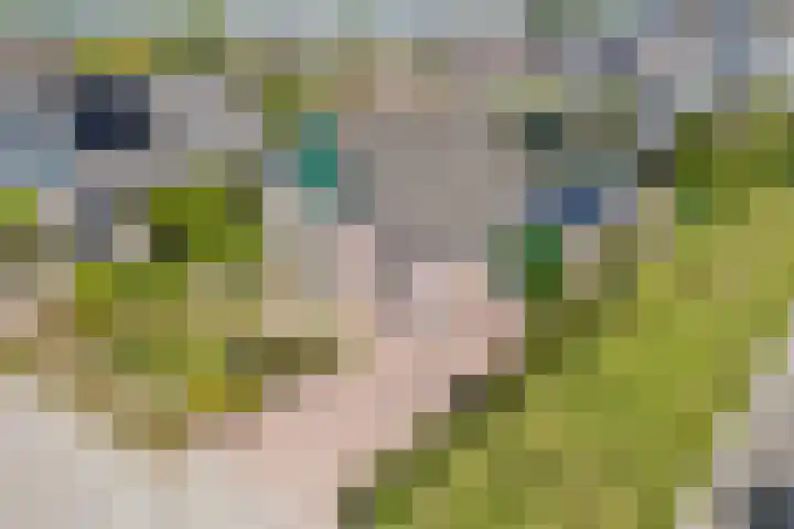 Schoener 19 Broek op Langedijk thumbnail 83
