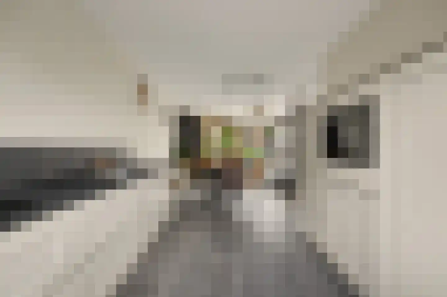 Schoener 24 Spijkenisse thumbnail 8