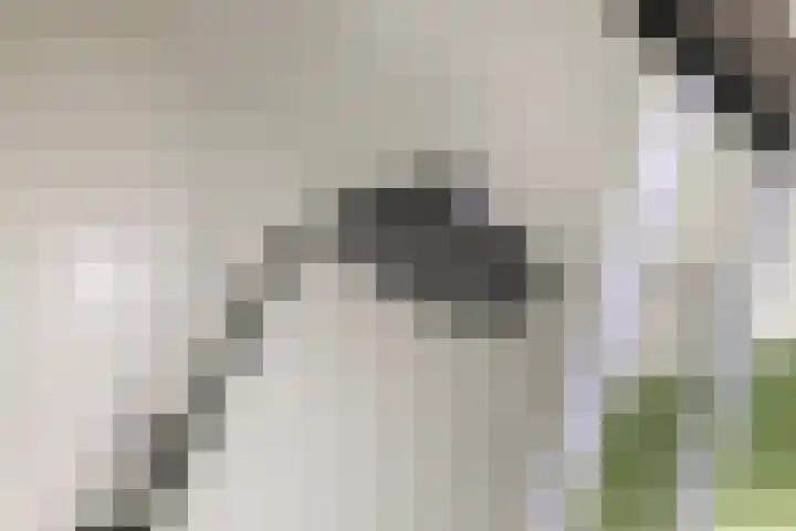 Schoener 24 Wieringerwerf thumbnail 33