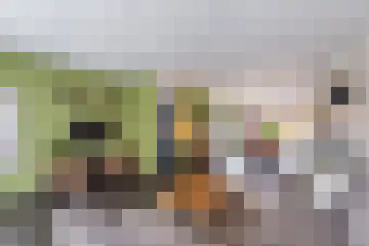 Schoener 8 Franeker thumbnail 16