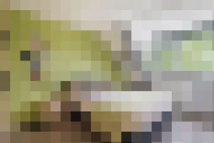 Schoener 8 Franeker thumbnail 4