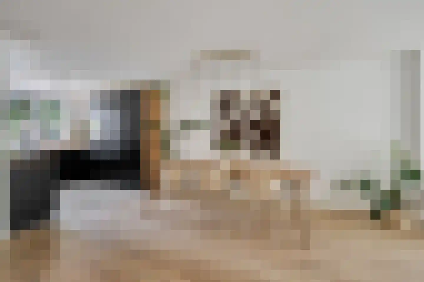 Schoenerstraat 11 's-Hertogenbosch thumbnail 9