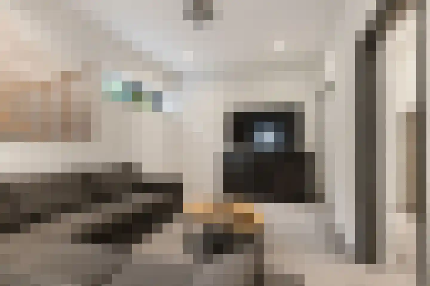 Schoenerwal 13 Leiden thumbnail 29