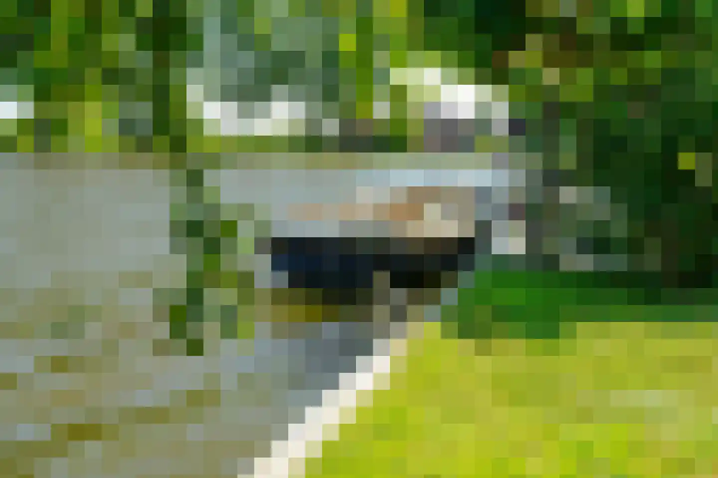 Schoenerwal 15 Leiden thumbnail 65