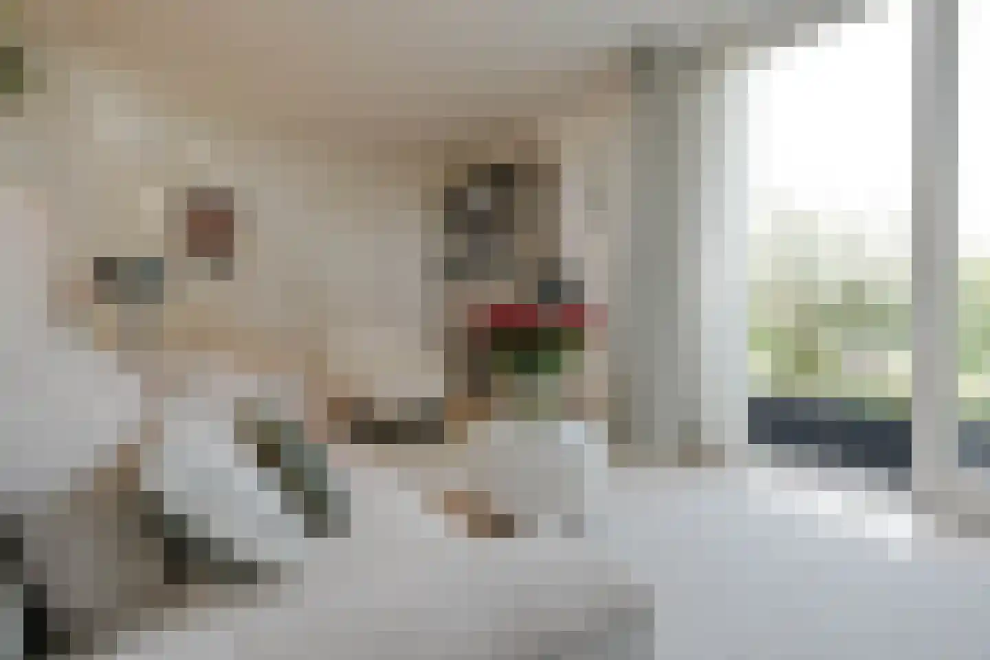 Schoenerwal 15 Leiden thumbnail 7